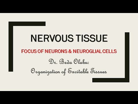 NERVOUS TISSUE ORGANIZATION