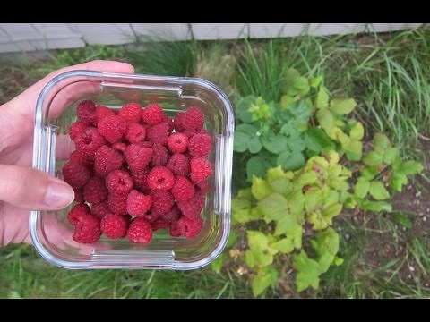 How to tell when raspberries are ripe / how to pick raspberries