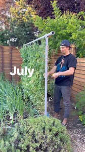 323K views · 10K reactions | We’re not pulling our snap peas just...