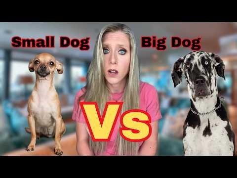 Big dogs are SMARTER than small dogs