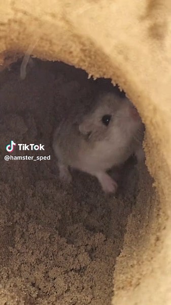 Jak dbać o chomika Roborowskiego?