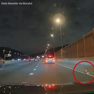 Drivers band together to rescue runaway Chihuahua from busy highway | The Sun