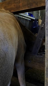 📢 Let’s Talk About Dairy Cow Body Type 🐄💛 This is a working Jersey dairy cow. She is not "starving." She is not "neglected." She is doing exactly what she was bred to do — produce rich, high-quality milk. And she’s doing a beautiful job of it. Jersey cows, especially when in full milk production, have a naturally leaner frame compared to beef breeds. Why? Because their energy goes into turning grass, hay, and feed into MILK — not muscle or fat. Their metabolism is designed for output, not bul