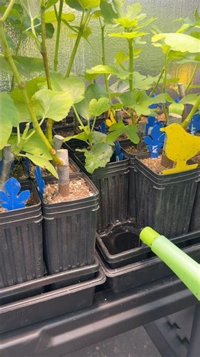 Let's fertilize some Fig Cuttings. They are old enough now. #figcuttingfertilize #fig