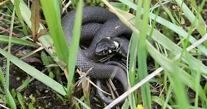 Closeup of small non venomous grass snake in natural habitat in defend pose, Natrix natrix, european wildlife, Czech Republic