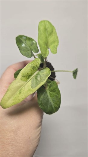 Alocasia Lauterbachiana Aurea - Etsy