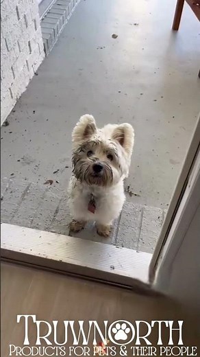 Westies Being Westies 🤍🤣 | Funny & Adorable West Highland Terrier Compilation