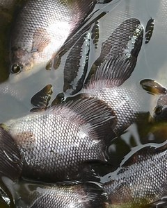 177K views · 8.1K reactions | Kegiatan sore nih coy, kuras ikan biar besih殺 | Grafting Examples | Facebook