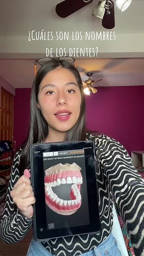 Nombres de los Dientes: Guía Completa de Odontología