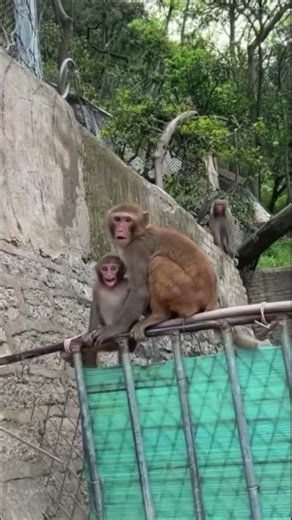 Baby monkey craying||#shorts #monkey #babymonkey ‪@Azmat-563‬