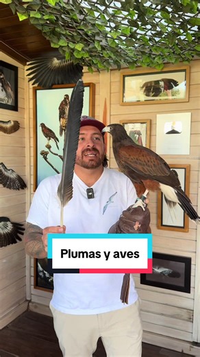 Pluma de cóndor de Los Andes vs especies de rapaces 🦅🪶 #tiktok #aprendeentiktok #aguilareal #buho #halcon