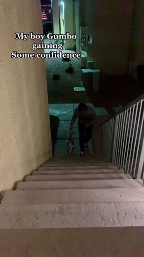 #pocketbully #tricolorbully #designerbully #exoticfeatures #trililacpiebald #piebaldbully #pocketbullytri #pocketbullypuppy #ukcregistered #ukcbully #