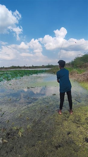 big size Murrell fish aggressive strike miss 😤 #fishing