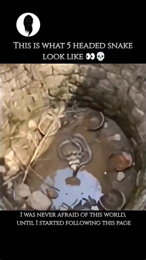 WeirdlyWild on Instagram: "The King Cobra found on the island of Sumatra belongs to a distinct species lineage that was recently recognized by scientists. Here are the key details about the King Cobra in Sumatra: Scientific Classification (The Sumatra Lineage) Original Name: For nearly two centuries, all King Cobras were classified as a single species, Ophiophagus hannah. Current Classification: Recent genetic and morphological studies have led to the King Cobra complex being reclassified into f