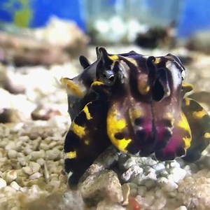117K views · 10K reactions | Home to science & nature—like this flamboyant cuttlefish—that wants some face-time with you. (Thumbs-up to enter a world of wonder.) | California Academy of Sciences | Facebook