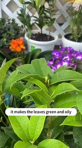 Tip #soilph #soiltester #soil #soils #soilheath #plant #plantsoftiktok #plants #planting #plantlife #plantlover #garden #gardening #gardenlife #gardens #flower #flowers #tips #gardenlove #tip | Maxim Lozano