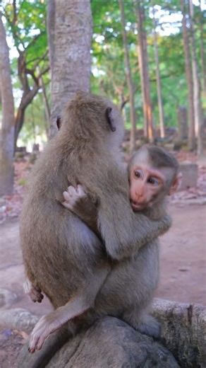 Amazing Rainbow Holding Lynx