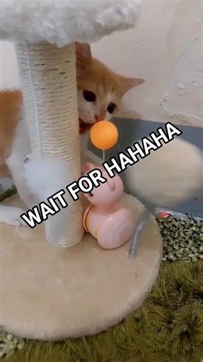 Wait For twist 🐈👈 #cat #meme #dance #funny