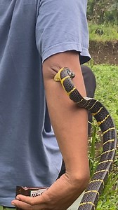 81M views · 303K reactions | Snake attack #ular #snake #reptil #Real #Real | Oray Jampang Real | Facebook