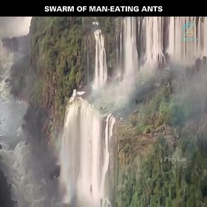 A multitude of ants can induce panic | Movie Heavens