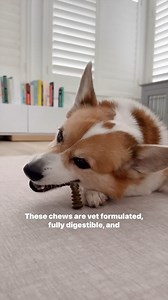 "PSA: Giving your dog bones is NOT the best way to take care of their teeth." Find out how @emwng improved her dogs' dental routine via annual dental checkups and vet-formulated Dental Delights! Learn more about Dental Delights: https://www.stellaandchewys.com/dental-delights/ | Stella & Chewy's