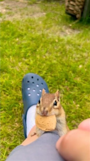 Hand Feeding Mr Chipmunk #awwanimals