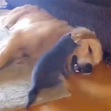 Video memes jBDcTTSCD by SuckerFree - iFunny