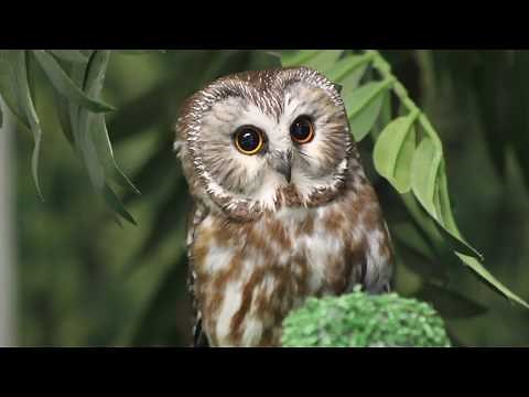 Owl Falling Asleep
