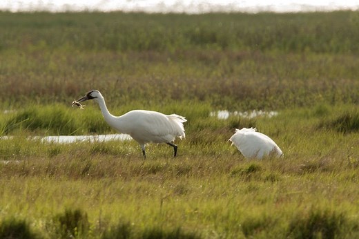 How To Compost Crab Shells (Don't Let It Go To Waste!)