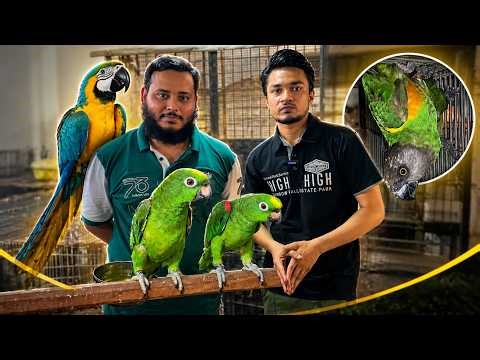 Amazon Parrots Breeding Setup 🔥 | Inside Jasir Birds Factory 🦜 Full Tour & Secrets