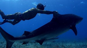 Watch Diving with Sharks: the Ultimate Guide | Prime Video