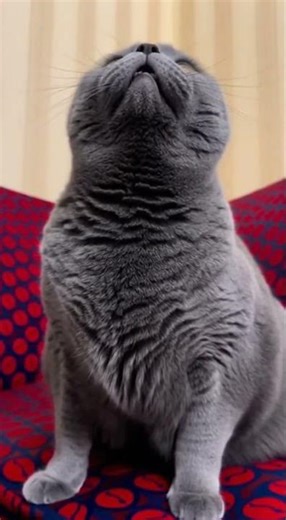 😳 Cat’s Creepy Horror Eyes Reaction | You Won The Ultimate Scare Challenge #horror #cats #reaction