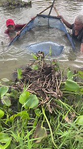 Trapping huge eel fish with primitive survival | Emma Girl Fishing