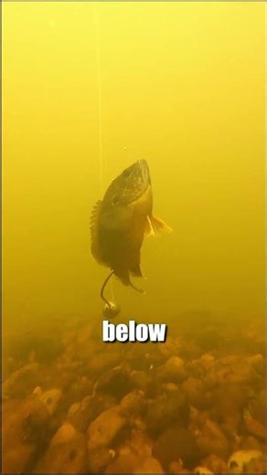 Drift Your Bait Directly To Hungry Catfish Without Snags: CATCH MORE FISH: FATKAT Best Catfish Rig!