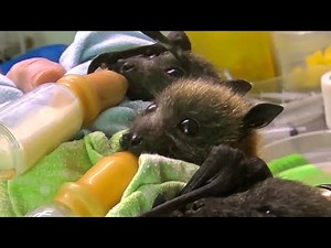 As It Happens, Orphaned Baby Bats Are Head-Explodingly Adorable