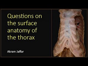 Questions on the surface anatomy of the thorax + Anki flashcards