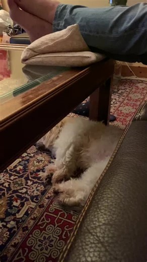 In my dreammmmm 😅😅🐶🐶