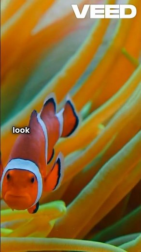 Finding Nemo Changed Animation Forever 🐟
