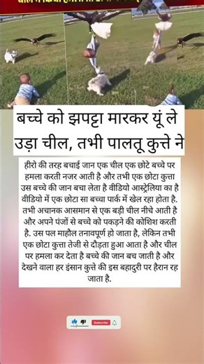 #samayranarula Doggy ने बच्चे को चील से बचाया।