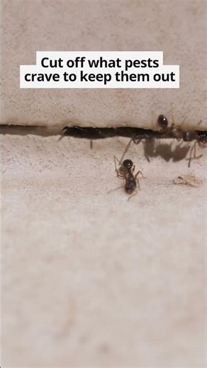 Common Pests Homeowners Spot First