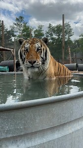 Big Zeus! Book a tour here at www.Singlevisioninc.org | Safari Sammie