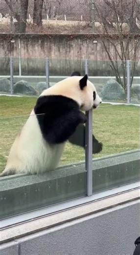 パンダが脱走して飼育員も落下！大騒ぎの動物園。