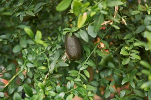 The #FingerLime (Citrus australasica) is known as 'nature's caviar'. Did you know comes in three different colours and flavours? 💚🍋 This vitamin-packed #native fruit, also known as ‘Gulalung’ from the First Nations Bundjalung people in Queensland, is the ultimate healing plant, offering endless vitamin C and E to help heal wounds or assist in recovery after exercise! ➡️ Read more native bush food facts: https://bit.ly/3XCVL1T Feat. First Nations educator Jake Ferguson! #NAIDOCWeek | Botanic Ga