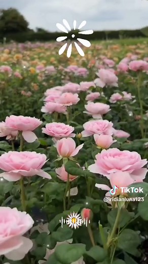 Cuentas recomendadas