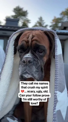 65K views · 8.9K reactions | They call me names that crush my spirit … scary, ugly, old. Can your follow prove I’m still worthy of love?#SadDog #AbandonedSoul #SaveThePaws #RescueLove #DogNeedsCare #AdoptDontShop #StrayDogStory #PuppyEyes #HelpAStray #FollowForLove | Snout Stories | Facebook