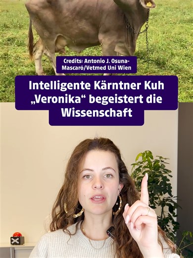 Wir präsentieren euch die smarte Kuh Veronika aus Kärnten! ❤️ Viele Tierarten verwenden Werkzeug, aber bisher war nur von Schimpansen bekannt, dass sie einen Gegenstand auf unterschiedliche Art benutzen. Ein Wiener Forschungsteam berichtet nun im Fachblatt „Current Biology“ erstmals über den flexiblen, vielseitigen Werkzeuggebrauch einer Kuh: Das Tier aus Kärnten nutzt einen Schrubber als Multifunktionswerkzeug, um sich damit an unterschiedlichen Stellen zu kratzen. #animals #wissenschaft #fyp