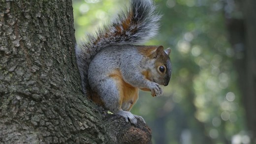 Forest Squirrels Up Close: Incredible Footage in their Natural Habitat