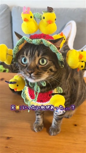 頭の上に🐥軍団ができても気にせず、ひたすらおやつを求め続けるおでんくん