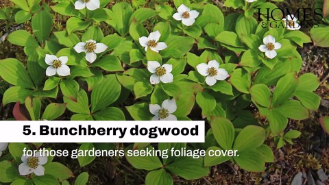 Shade Loving Perennials