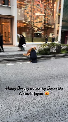 #akita #dog #tokyo #fyp